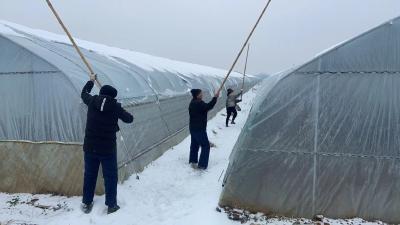 城北韩湾干群破冰除雪  保障蔬菜大棚安全生产