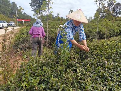 应城杨岭镇开展采茶技能大赛   提升农旅融合生态品味