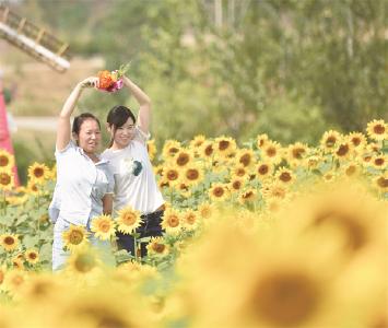 应城楚珍园向日葵“花海” “燃情”绽放