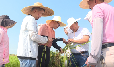 市农技推广中心：战高温 防病虫 全力以赴打赢“虫口夺粮”主动战