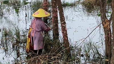 老观湖湿地公园开展人工灭螺   遏制福寿螺蔓延