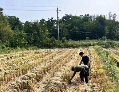 应城市城中街道推行低茬收割作业   筑牢秸秆焚烧“防火墙”