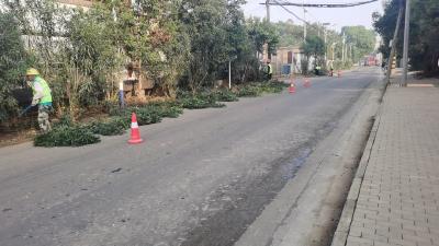 应城市四里棚街道：修剪行道越界枝丫  提升颜值护平安