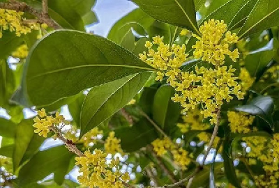 应城市义和镇西二村：秋意渐浓桂花醇