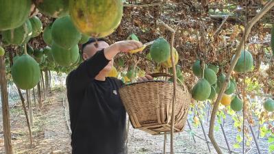 应城市杨岭镇：小瓜蒌结出“致富果”