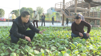  农技人员田间把脉问诊 指导油菜小麦安全越冬