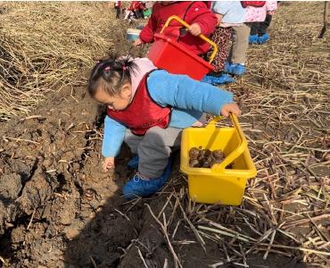 应城市陈河镇人和幼儿园：萌娃挖荸荠    童趣乐无穷