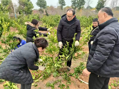 应城农技专家为果园丰收“精雕细琢”