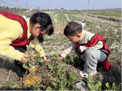应城市陈河镇人和幼儿园走进大自然怀抱体验采摘乐趣