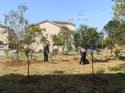 应城市城北街道抗旱保绿在行动