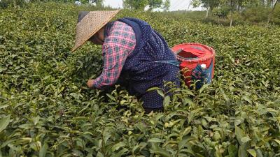 应城：春色关不住    茶香扑面来