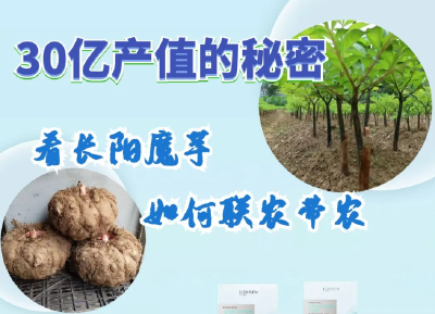 “魔”力全开！10万农户靠这盘“小菜”闯市场