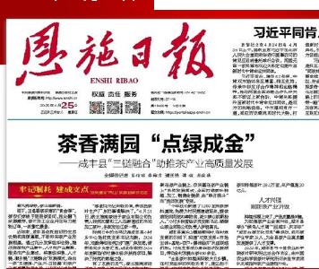 茶香满园  “点绿成金”