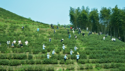 咸宁通山：四月茶香漫 万亩白茶唱振兴