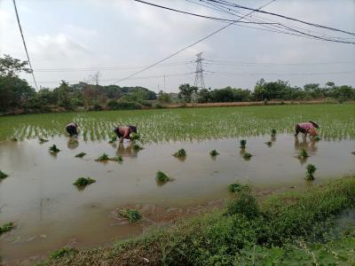 应城市陈河镇：水畅田畴沃    夏种正当时