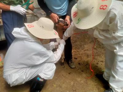 应城市杨河镇开展牛羊抗体检测抽样  筑牢畜牧防疫安全屏障