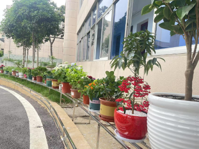 应城市陈河镇：植绿焕“新颜”     花香润机关