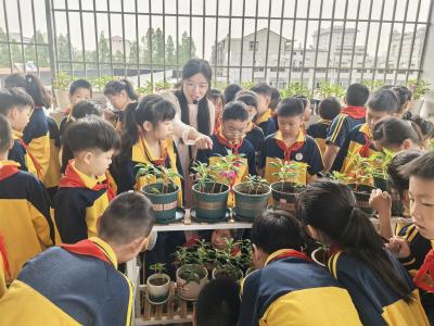 应城市蒲阳小学让学生在实践中感受植物生产周期变化