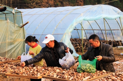 孛畈：种植香菇脱贫致富