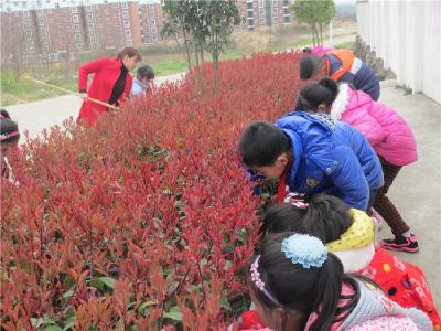 南城四里小学：爱树护绿，共建美好家园