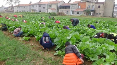 大桥小学蔬菜基地服务师生贡献大 