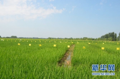湖北安陆：破解农业面源污染难题 构筑生态农业安全屏障