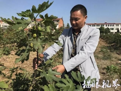 辛榨乡：村支书成功试种无花果 将近千斤收获全部免费赠送给村邻