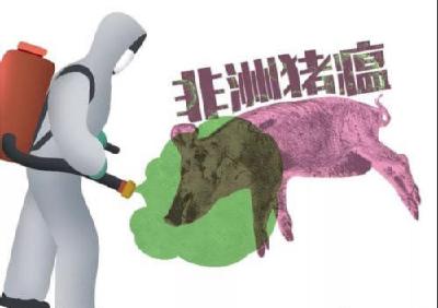 张志敏调研我市非洲猪瘟防控和畜禽养殖污染治理工作