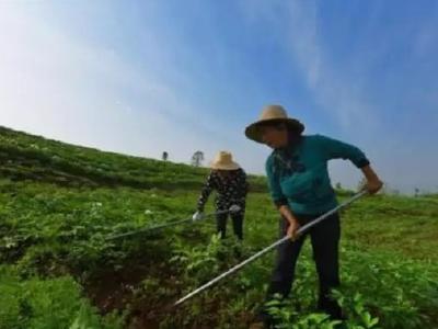 奏响“田园牧歌” ——安陆生态立市绿色发展纪实