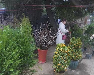 安陆：人勤春来早 苗木销售旺