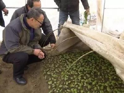 现场指导培训应对低温阴雨 安陆百余农技员田间支招