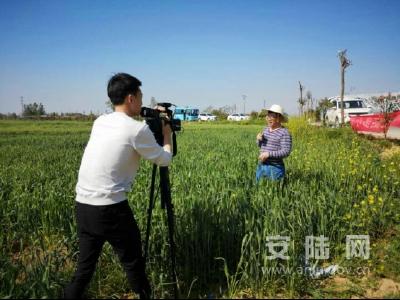 安陆市大力开展小麦病虫害防治