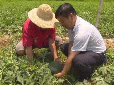 协会引路 接官乡种出脱贫致富瓜