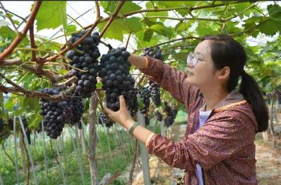 烟店镇：葡萄满枝头 采摘乐开怀