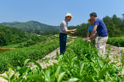 安陆市云岭村：党员能人引领示范 拓宽脱贫致富路