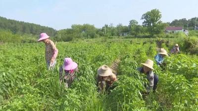 接官乡会砦村：朝天椒种出红火的日子