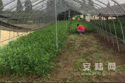 巡店镇顾李村：反季节凯丽香芹助力村民增收致富