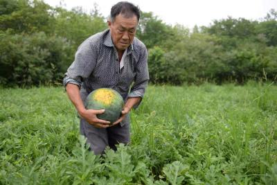 肖茂志圆了花果梦