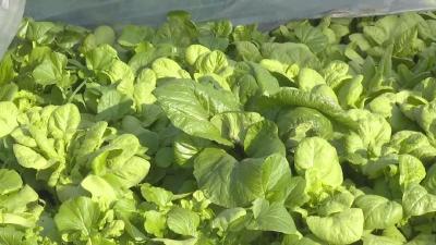 反季蔬菜走俏市场  带动村民脱贫致富