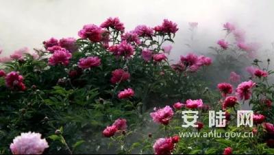 大唐田园被评为“2019年度孝感市农旅养融合示范点”