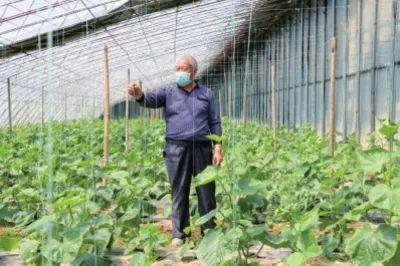 大坝村：大棚蔬菜托起致富梦 ——安陆市贫困村脱贫路径探究①