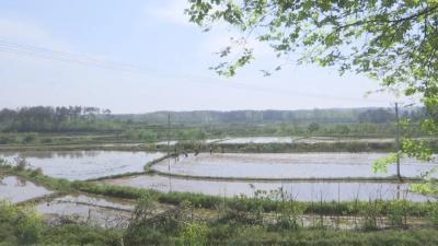 接官乡刘铺村：种植太空莲　发展“美丽经济”