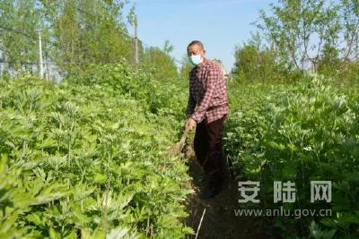 安陆|烟店镇岔路村：艾叶飘香助脱贫