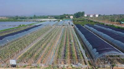五月枇杷黄！一起去品味烟店柒彩园初夏的味道