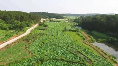 重走贫困村系列报道（十三）——接官乡杨冲村：多元产业发展 助力脱贫攻坚