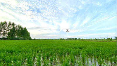 安陆 | 木梓乡：7万亩稻田喜迎“及时雨”