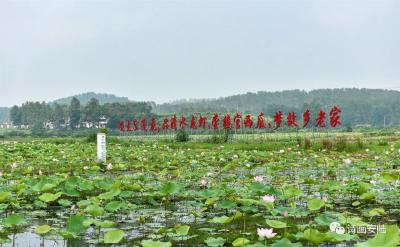 安陆市接官乡：美丽产业激活美丽经济