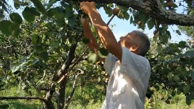 湖北安陆：黄花梨滞销 扶贫队来帮忙