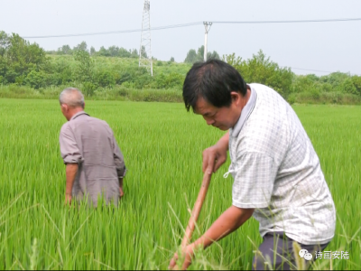 重走贫困村系列报道（四十四）——棠棣镇金泉村：“造血式”产业帮扶 贫困村变身幸福村