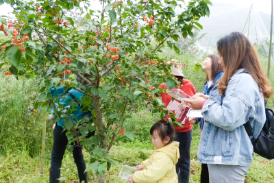 安陆市雷公镇：小小樱桃撬动乡村旅游